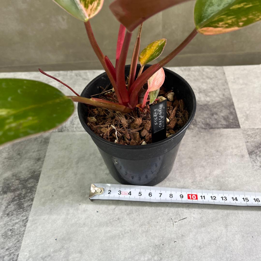 レッドコンゴ斑入り