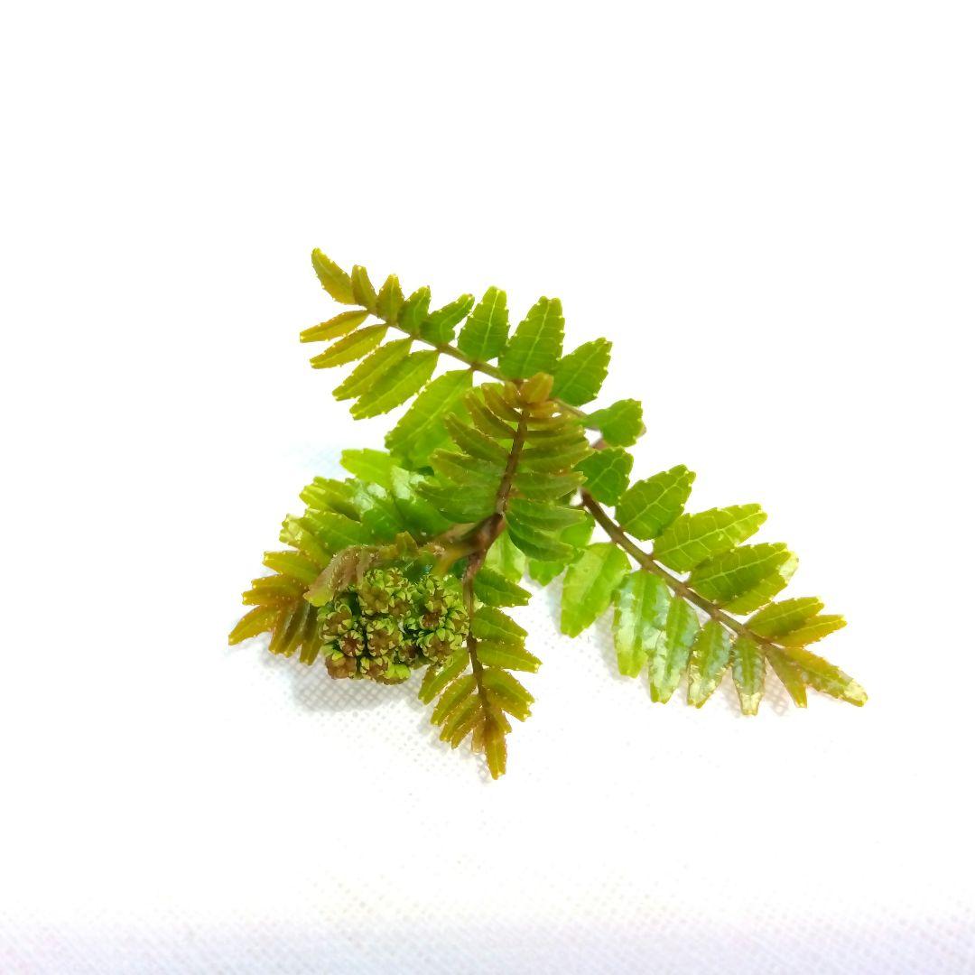 朝採り 花山椒 100g 山椒の花