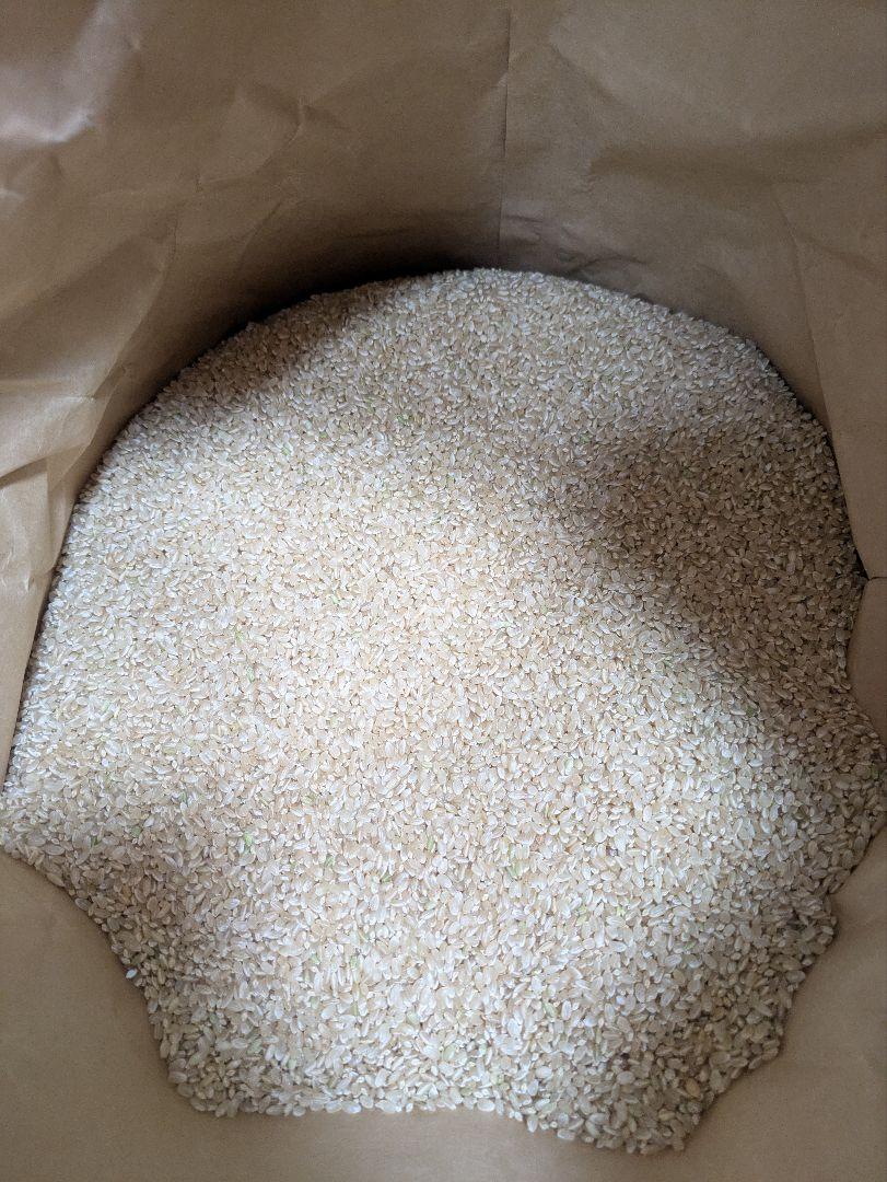 【送料無料！精米無料！】R5年茨城県産 コシヒカリ 玄米30kg 冷蔵保存米