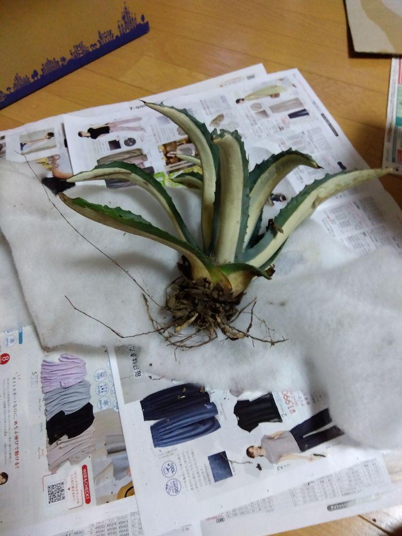 アガベ梱包確認用