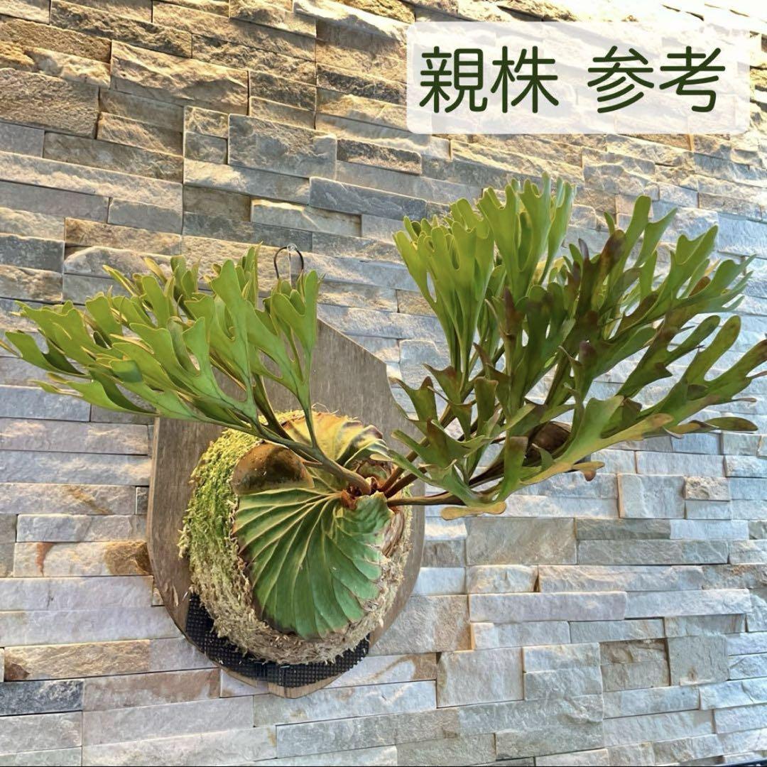 ridleyi 板付　NO.305 ビカクシダ 板付可能サイズ 》P.ridleyi wild_リドレイワイルド◇ビカクシダ