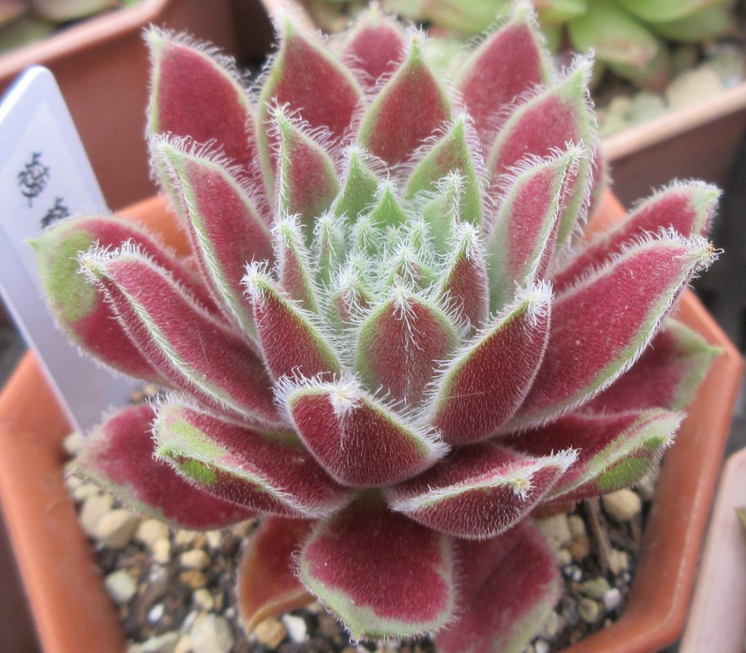 センペルクレージつばささん命名種 綾　 織　衣　Sempervivumセンペル