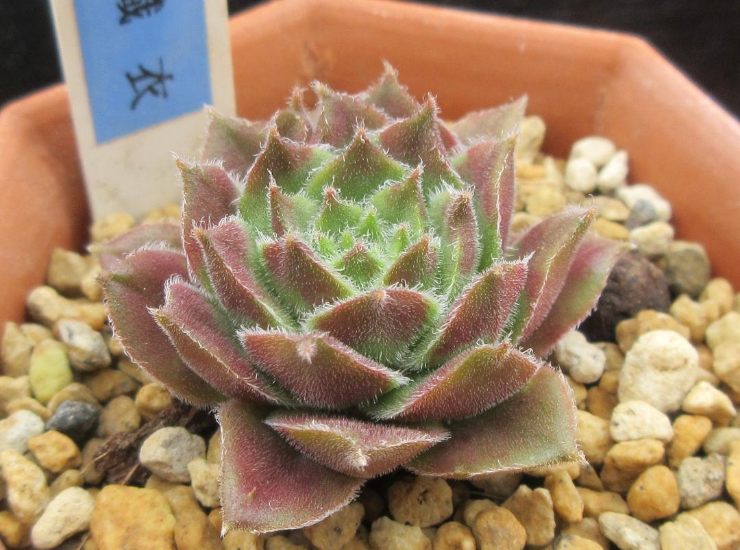 センペルクレージつばささん命名種 綾　 織　衣　Sempervivumセンペル