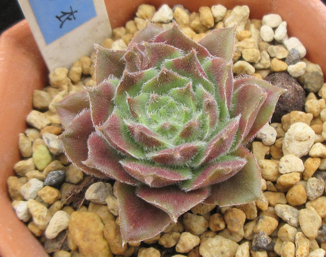 センペルクレージつばささん命名種 綾　 織　衣　Sempervivumセンペル