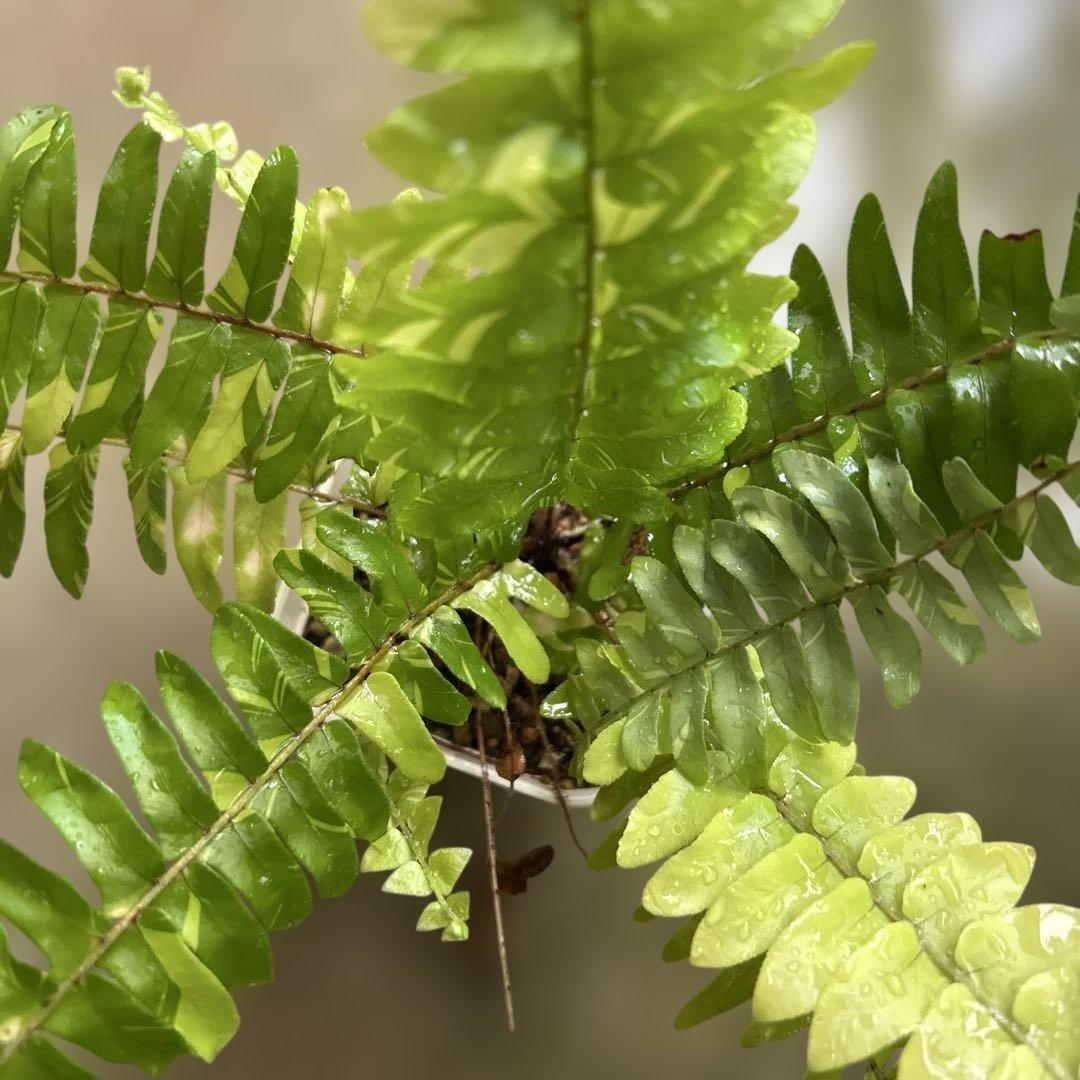 ネフロレピス ハッピーマーブル