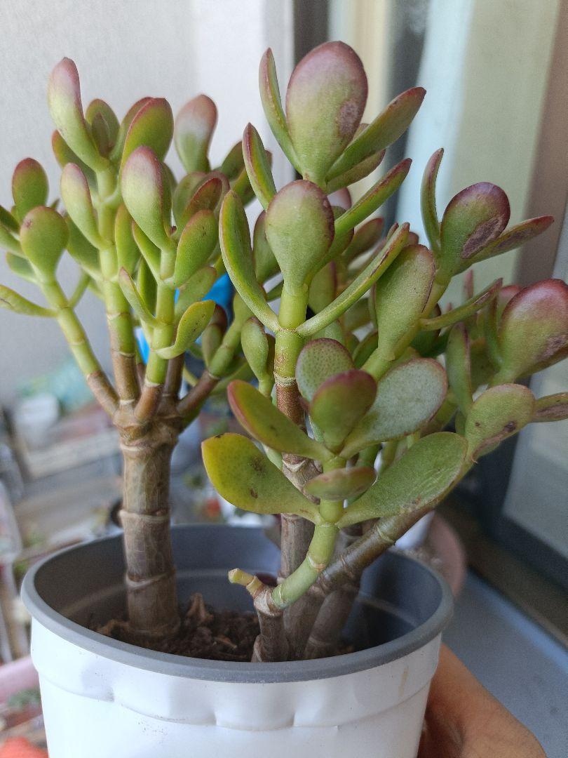 多肉植物 お買い得セット ビアホップ雪花玉 花月 ロココ 銭串錦 吹雪の松