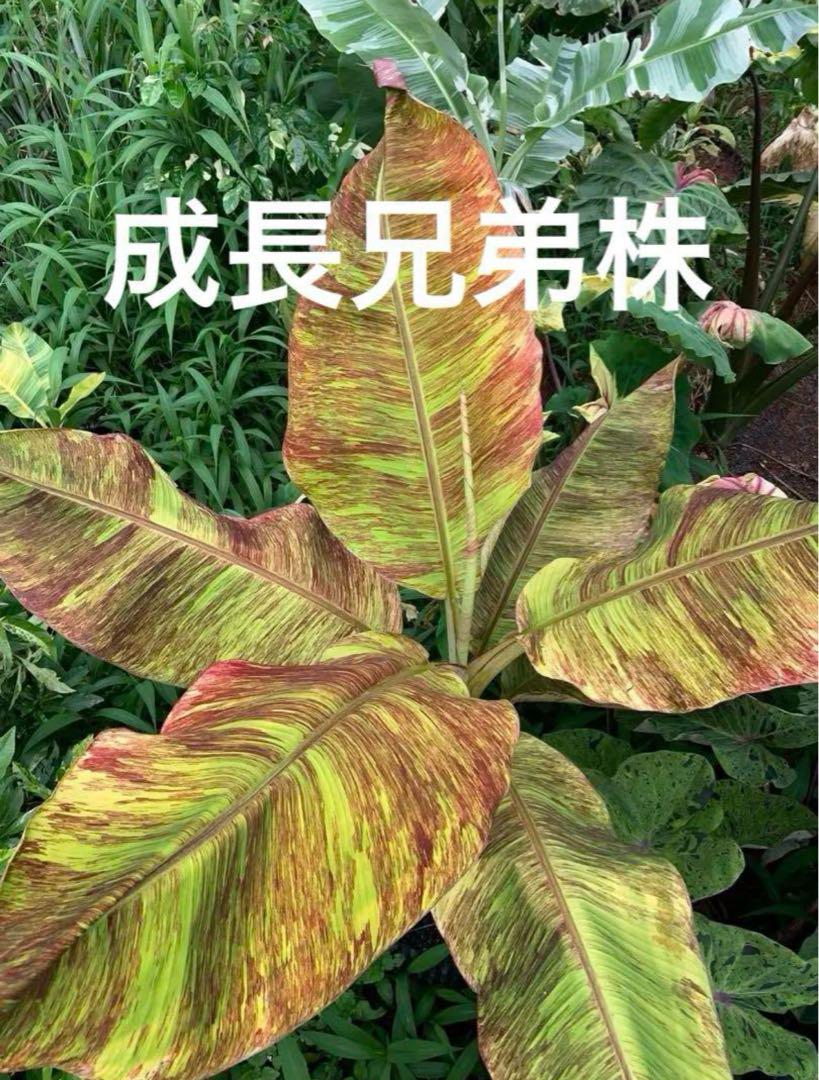 斑入り　バナナ　美品種