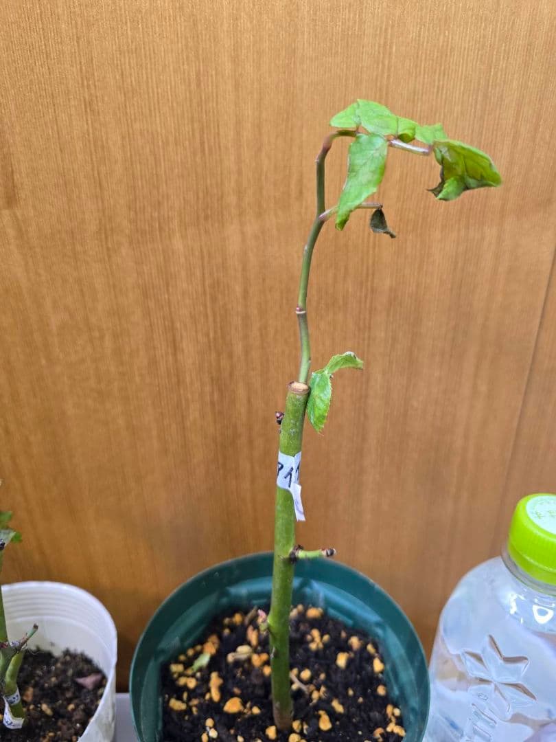 S様✦バラ苗✦ꕥ。.ご確認用ページꕤ‿ꕤ.。 S様✦バラ苗✦ꕥ。.ご確認用ページꕤ‿ꕤ.。