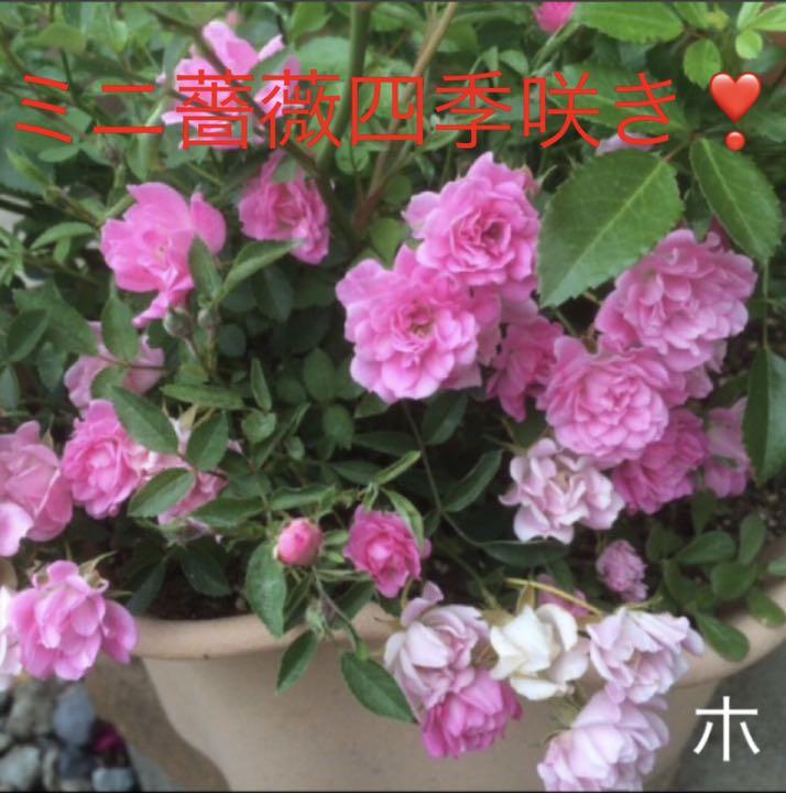 メルカリ バラ 苗 ミニ薔薇 ほほえみ 四季咲き 育てやすい 植物 観葉植物 1 450 中古や未使用のフリマ メルカリ バラ 苗 ミニ薔薇 ほほえみ 四季咲き 育てやすい 植物 観葉植物 1 450 中古や未使用のフリマ