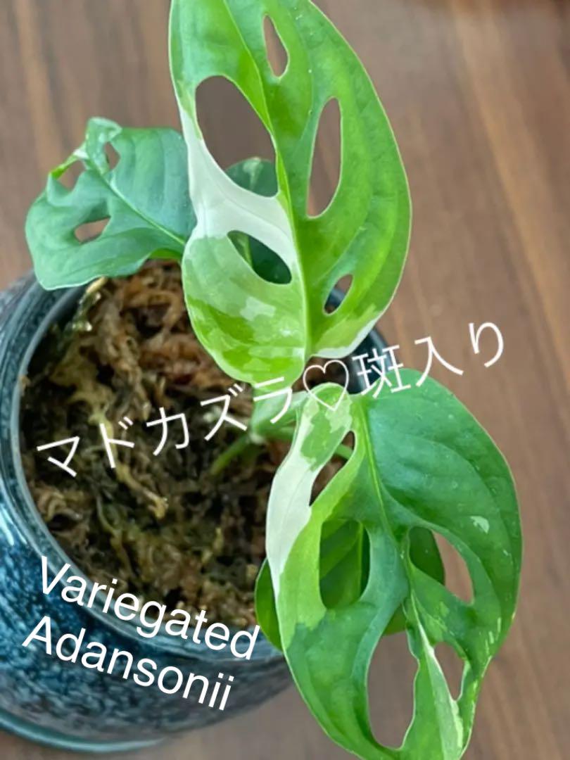 018 斑入り マドカズラ Variegated Adansonii