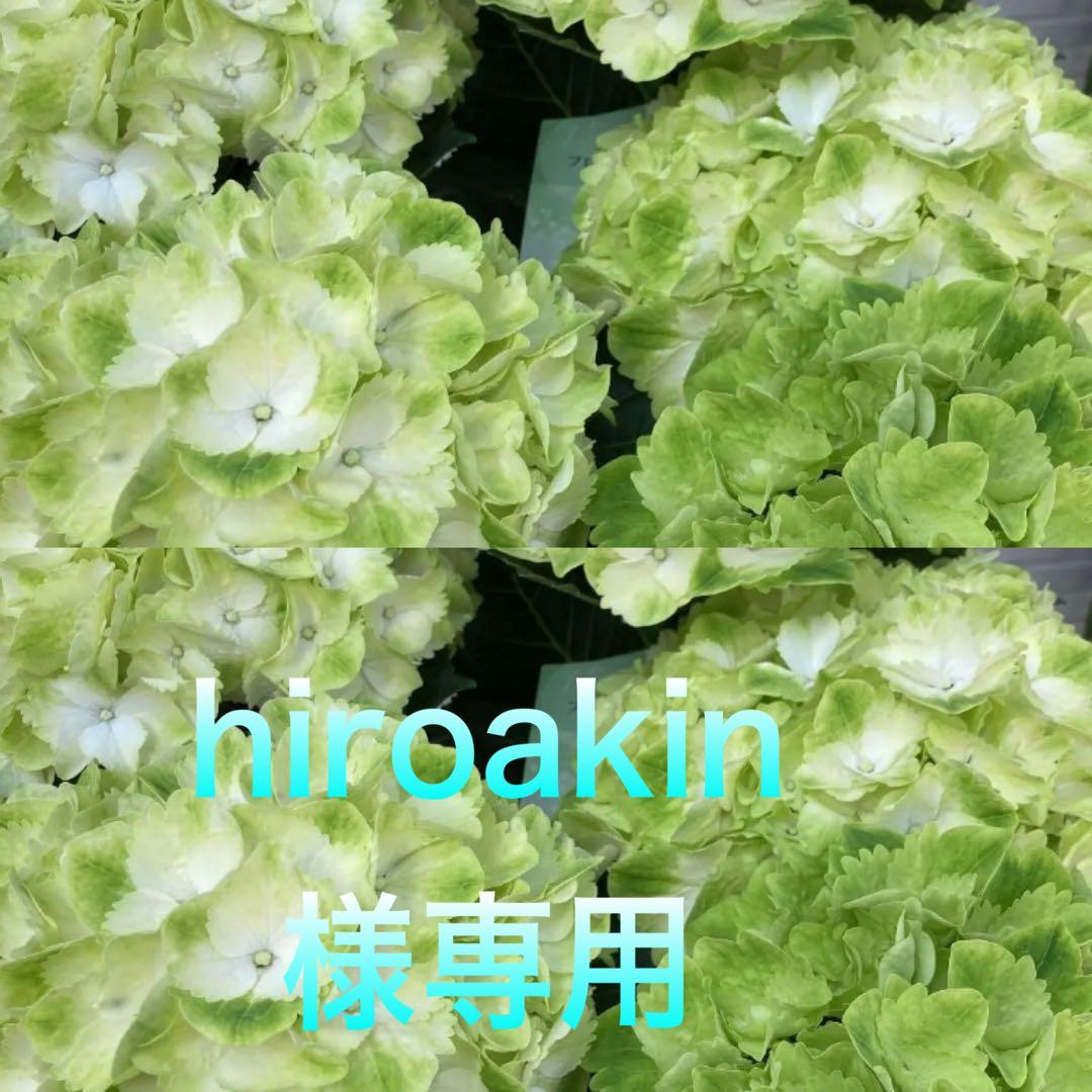 60%OFF】 hiroakin 紫陽花 希少 限定入荷 フローズンマスカット 5号