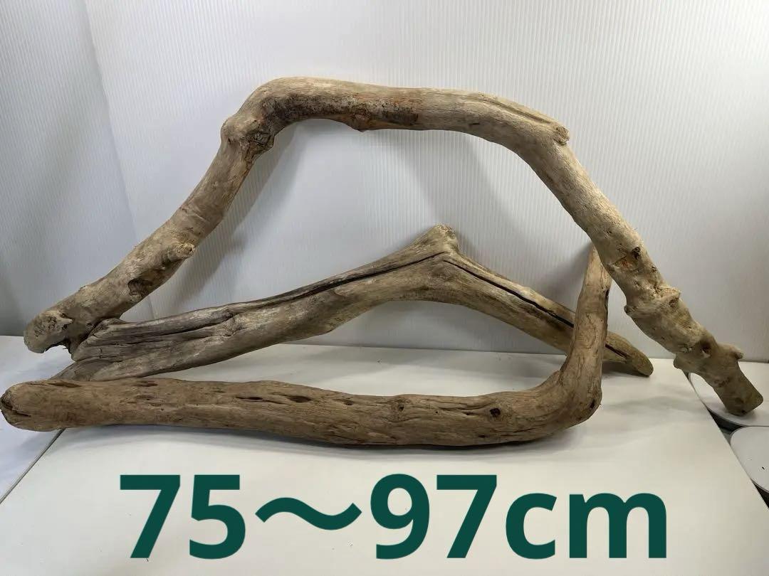 t71アク抜き済み流木セット 爬虫類シェルター レイアウト用 登り