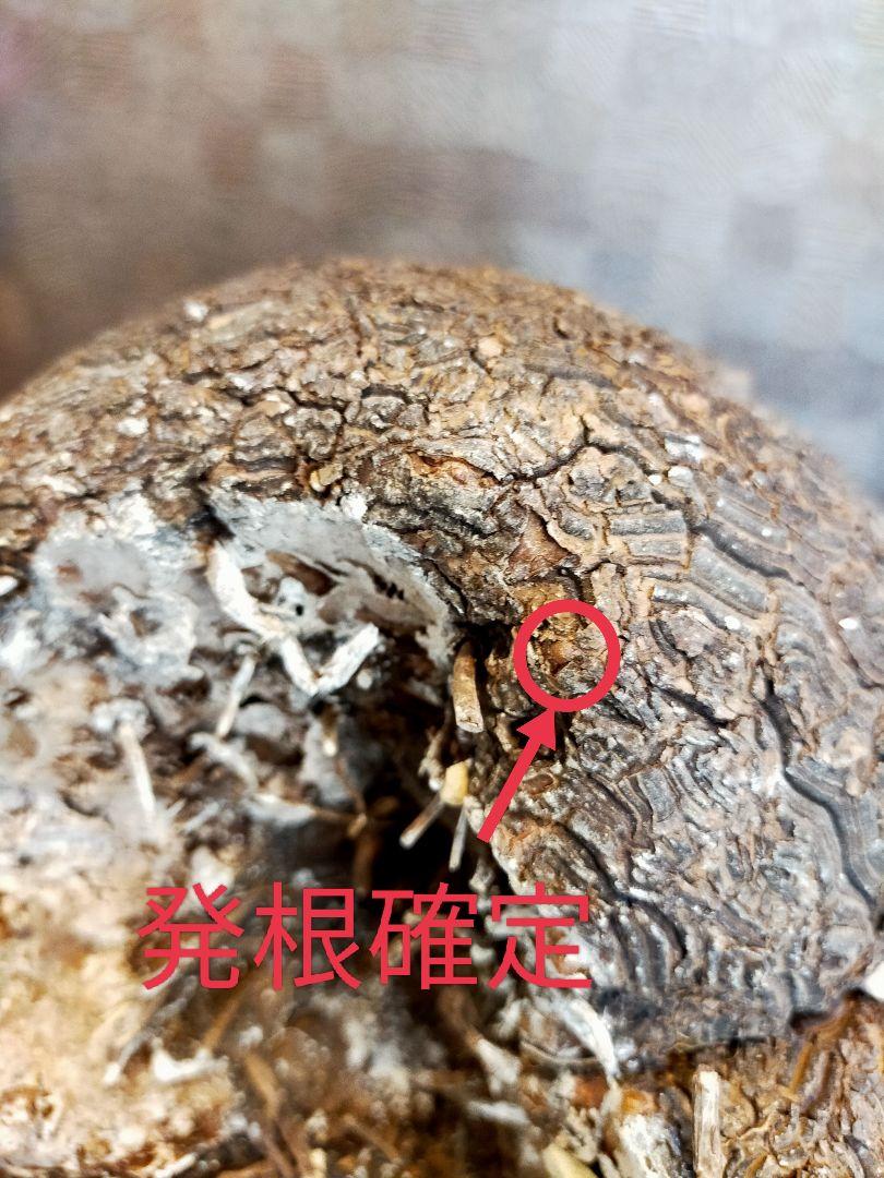 亀甲竜