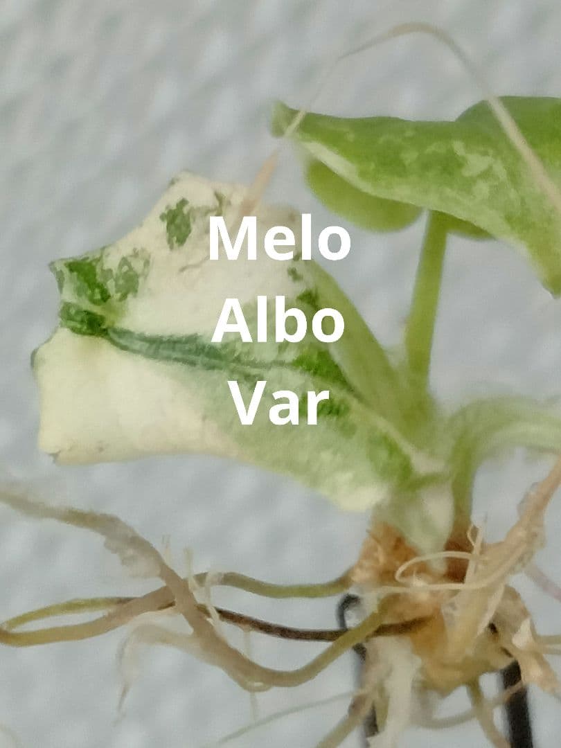 アロカシア メロ アルボ 斑入り Alocasia Melo var