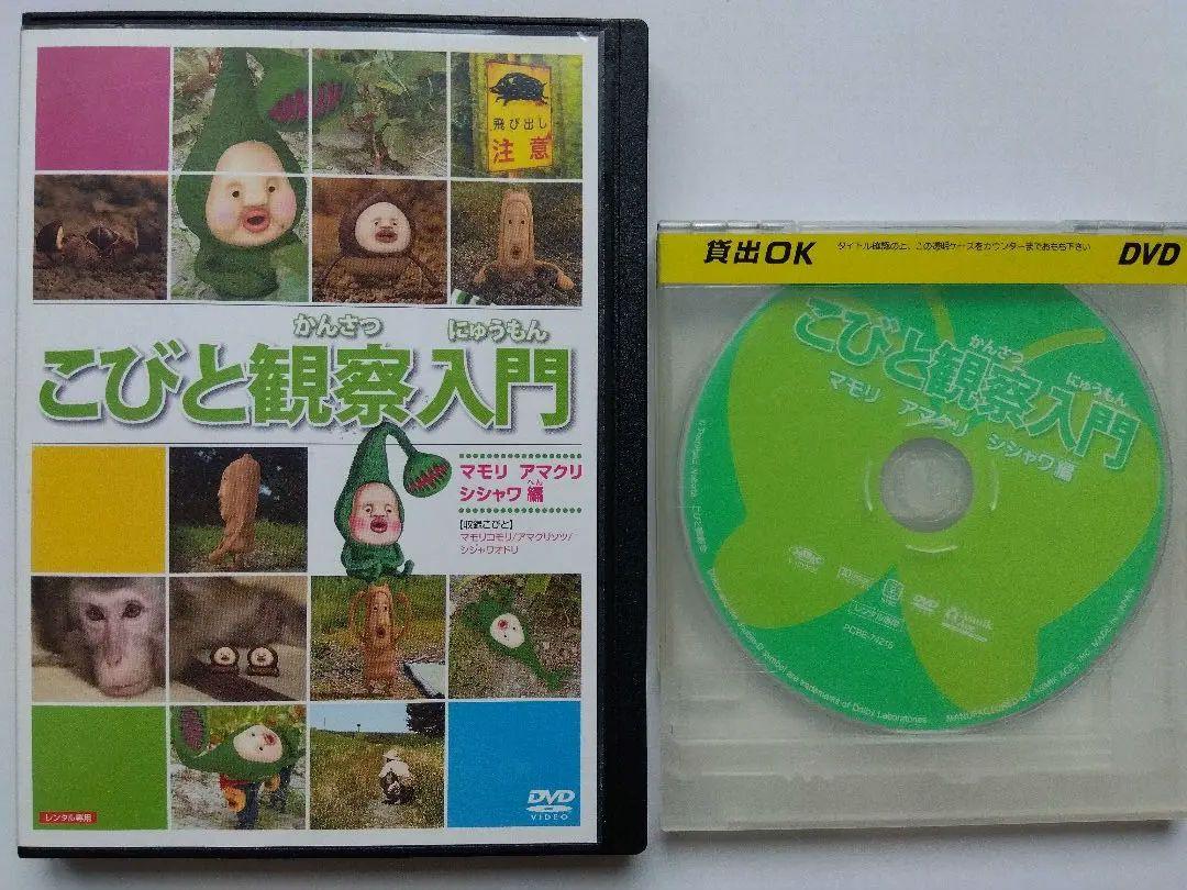 こびとずかん DVD 5本セット