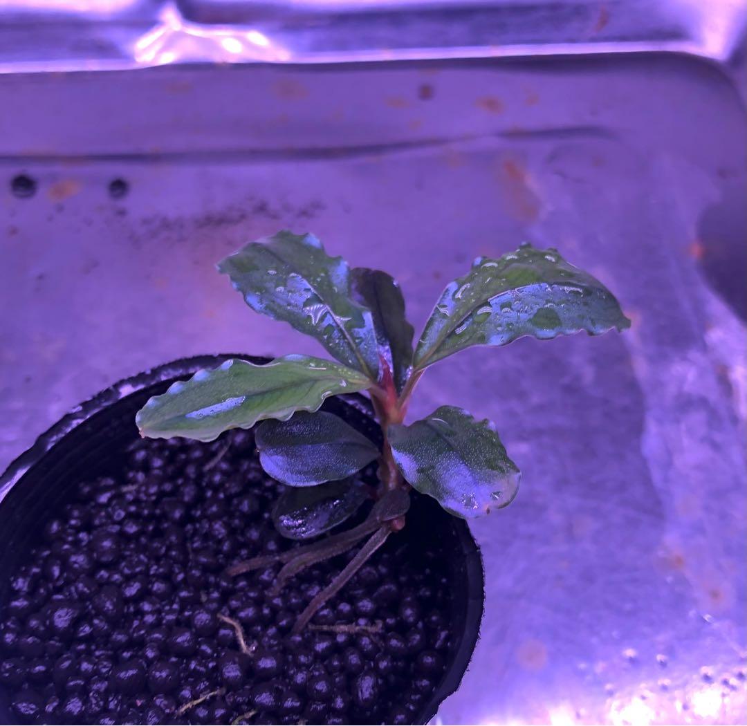 陰性水草の王様的存在【ブセファランドラ】Helena Big Leaf - メルカリ