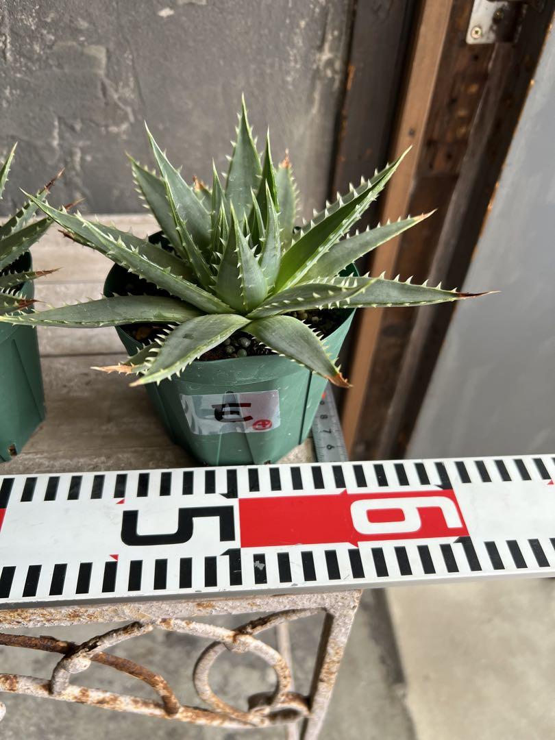 4点セット