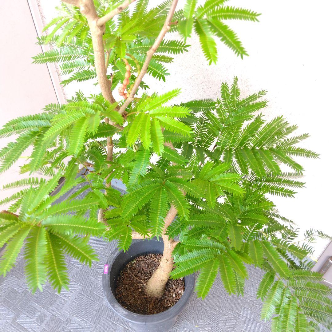 エバーフレッシュ曲がり‼️大型観葉植物!高さ135◎❗️樹形綺麗