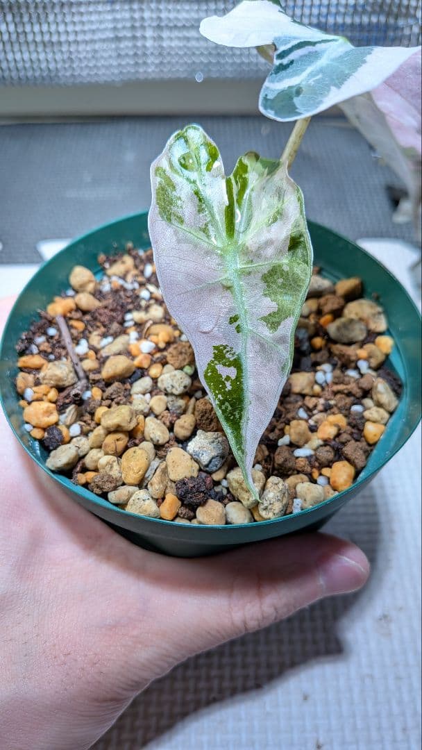 アロカシア アマゾニカ ヴァリエガータ目立った傷や汚れなし YUZUMIYA_COM