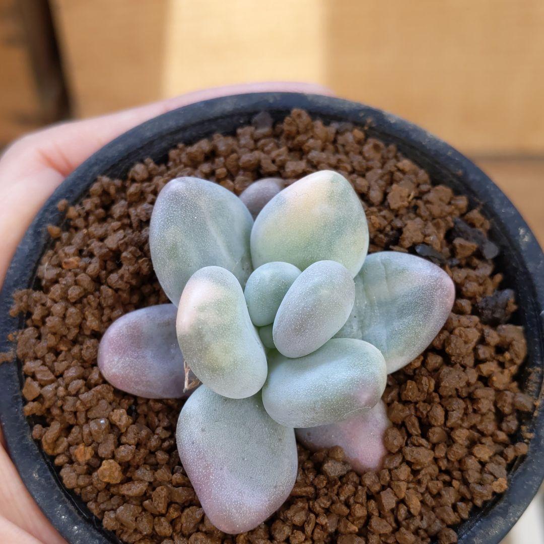 達磨艶プレミアム桃原郷 多肉植物 パキフィツム