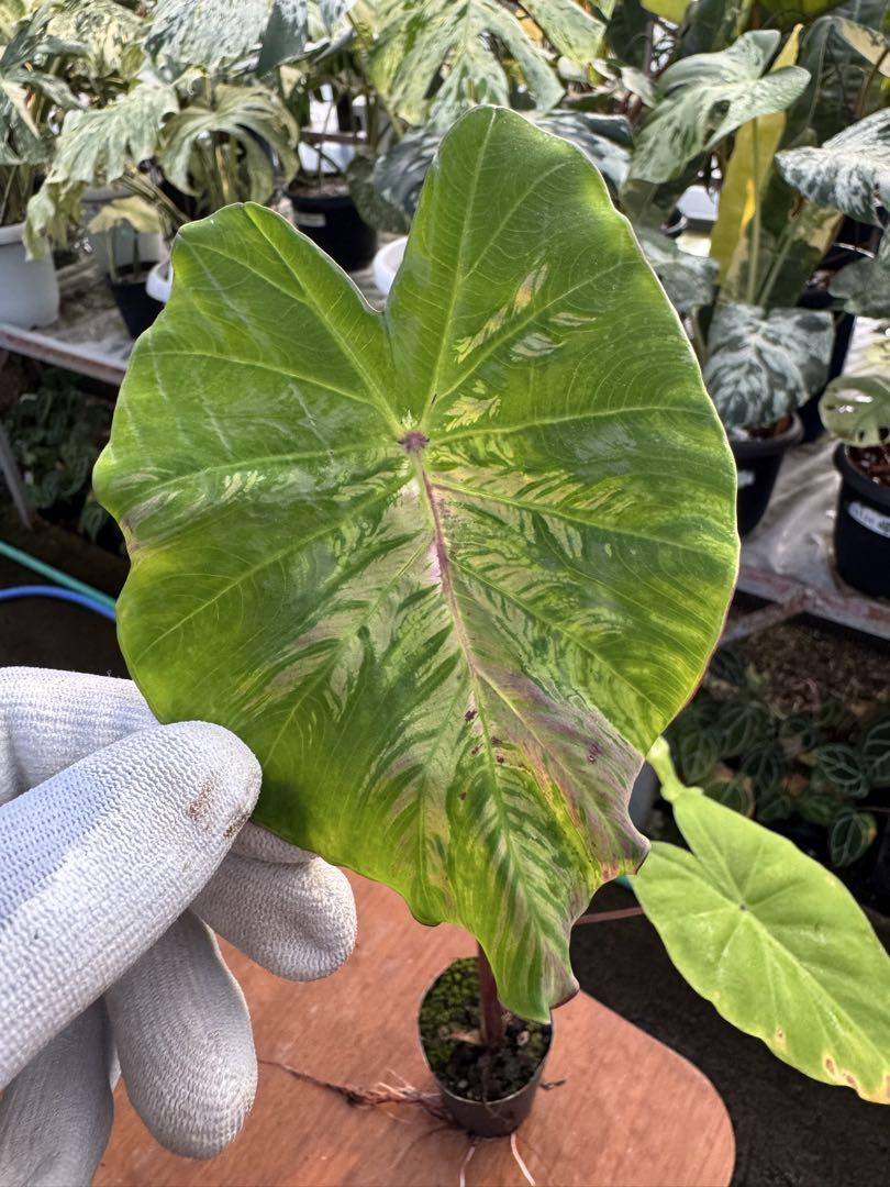 1激レア コロカシアLight pillar Colocasia - メルカリ