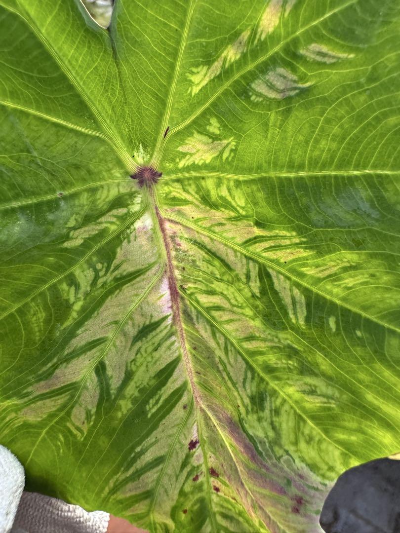 1激レア コロカシアLight pillar Colocasia - メルカリ