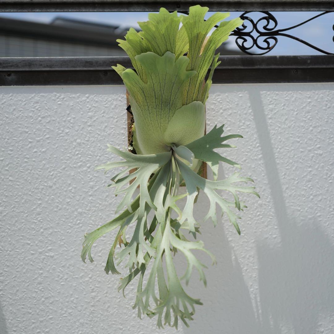 【③】P. willinckii 月光爪哇 ポット苗 ①】 P. willinckii 月光爪哇 ポット苗 ビカクシダ - メルカリ