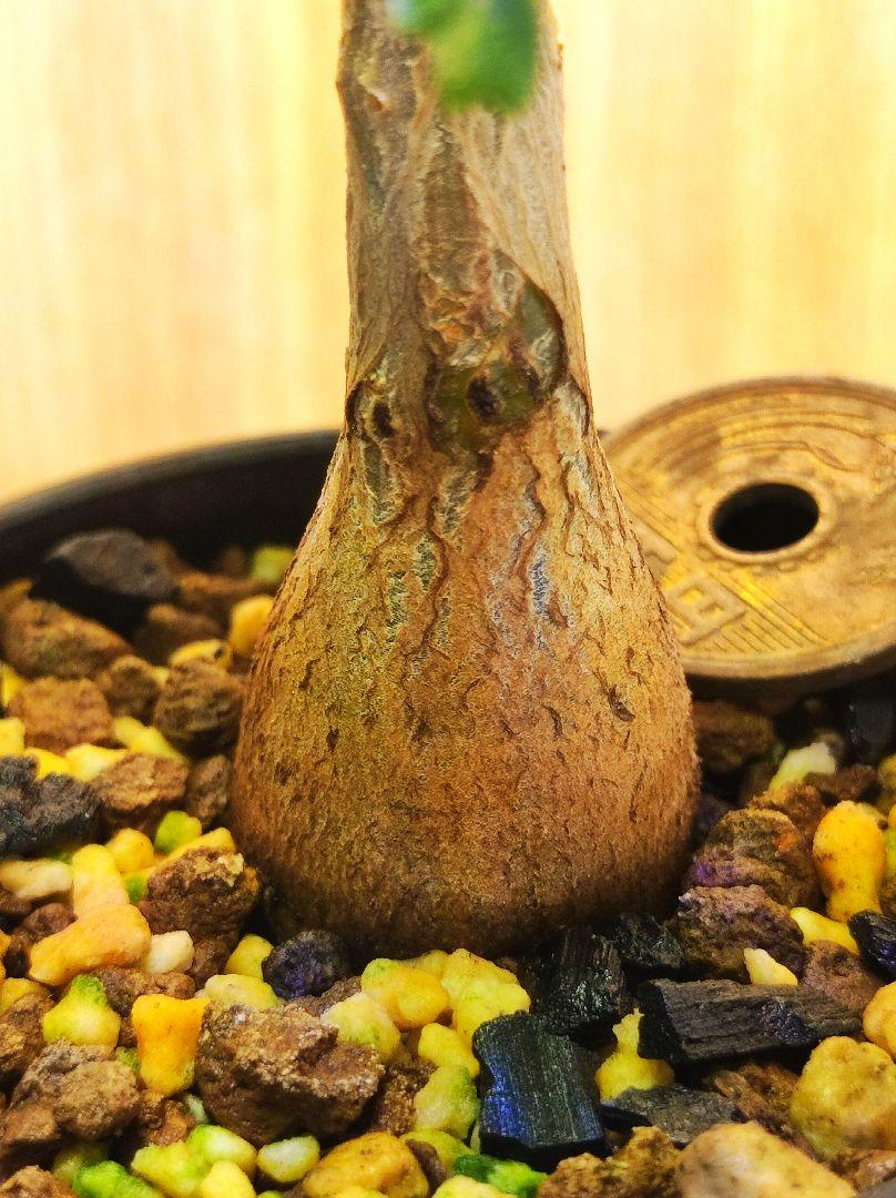 E パキコルムスディスカラー 象の木 実生株