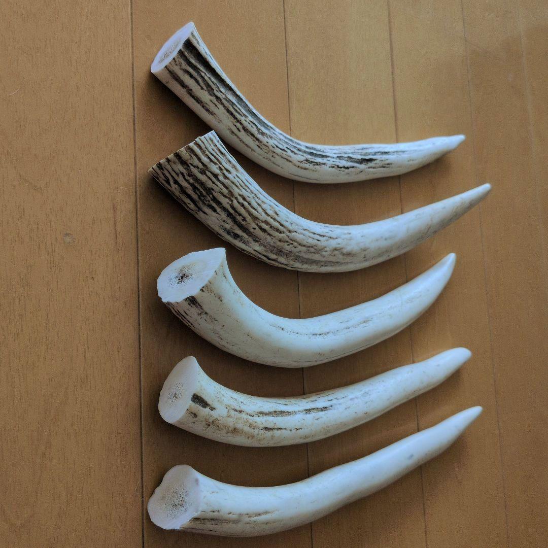 M10アクセサリー【まとめて5本】北海道 エゾシカ 鹿角 鹿の角