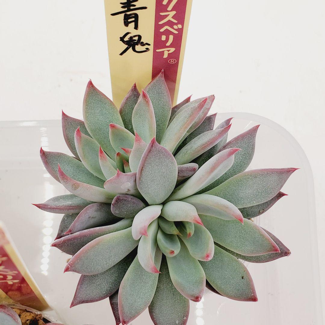 かなり大株⭐︎ 赤鬼　おらいさん苗　札付き　メルカリ便　多肉植物　エケベリア おらいさん 赤鬼 第四種郵便 抜き苗発送 - メルカリ
