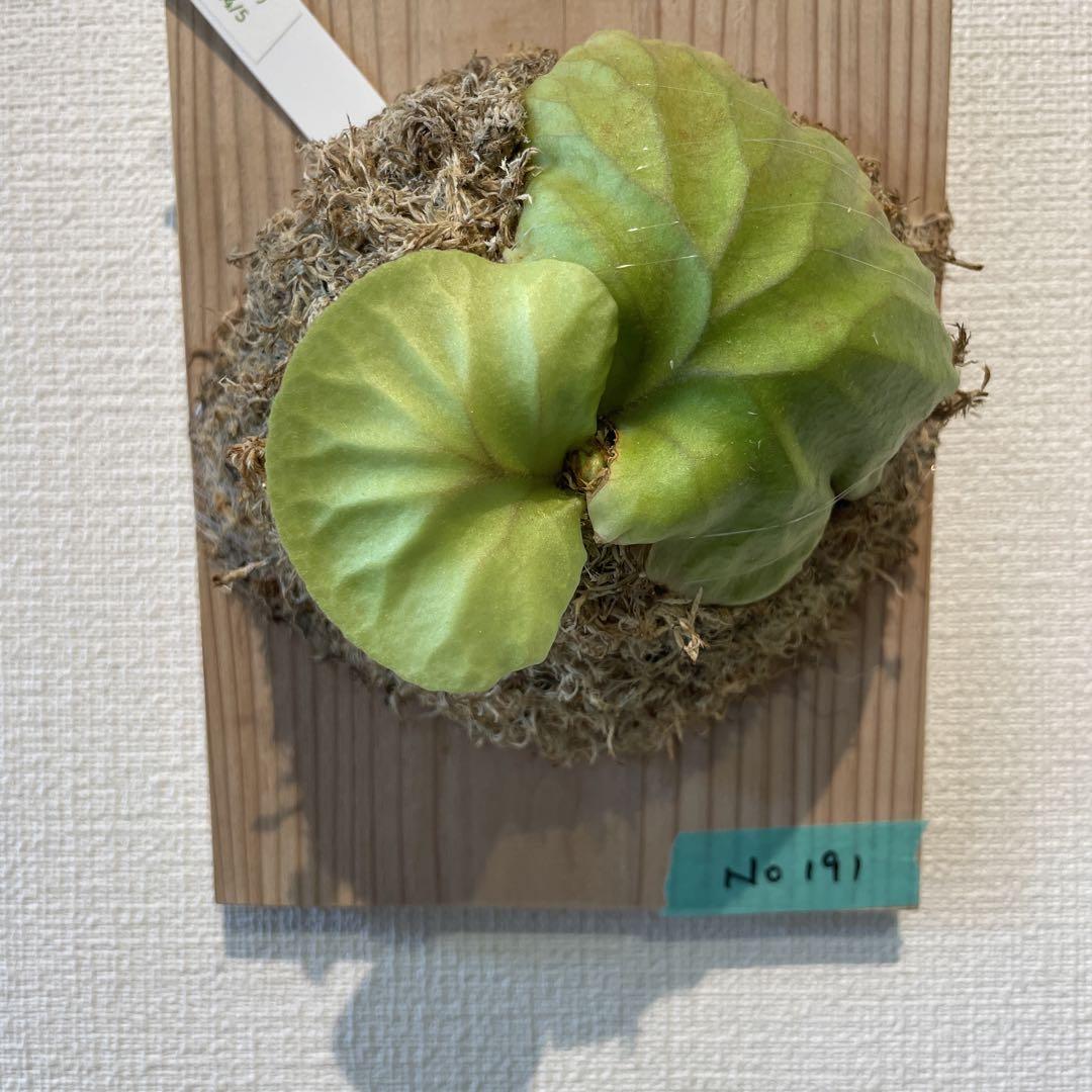 SALE中【胞子培養株】ビカクシダ リドレイ 板付け 17 R-193ビカクシダ リドレイ 胞子培養株 板付け - メルカリ