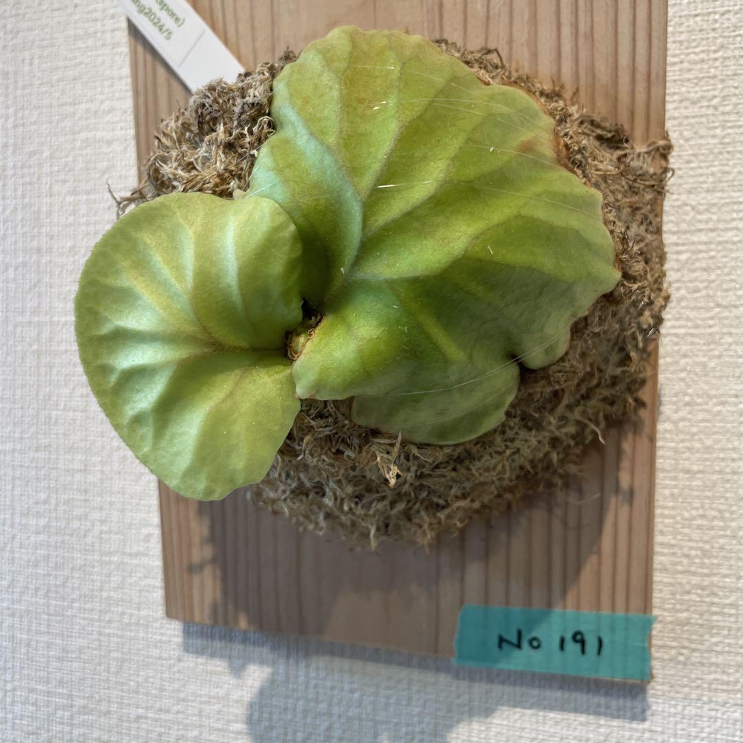 SALE中【胞子培養株】ビカクシダ リドレイ 板付け 12 R-193ビカクシダ リドレイ 胞子培養株 板付け - メルカリ