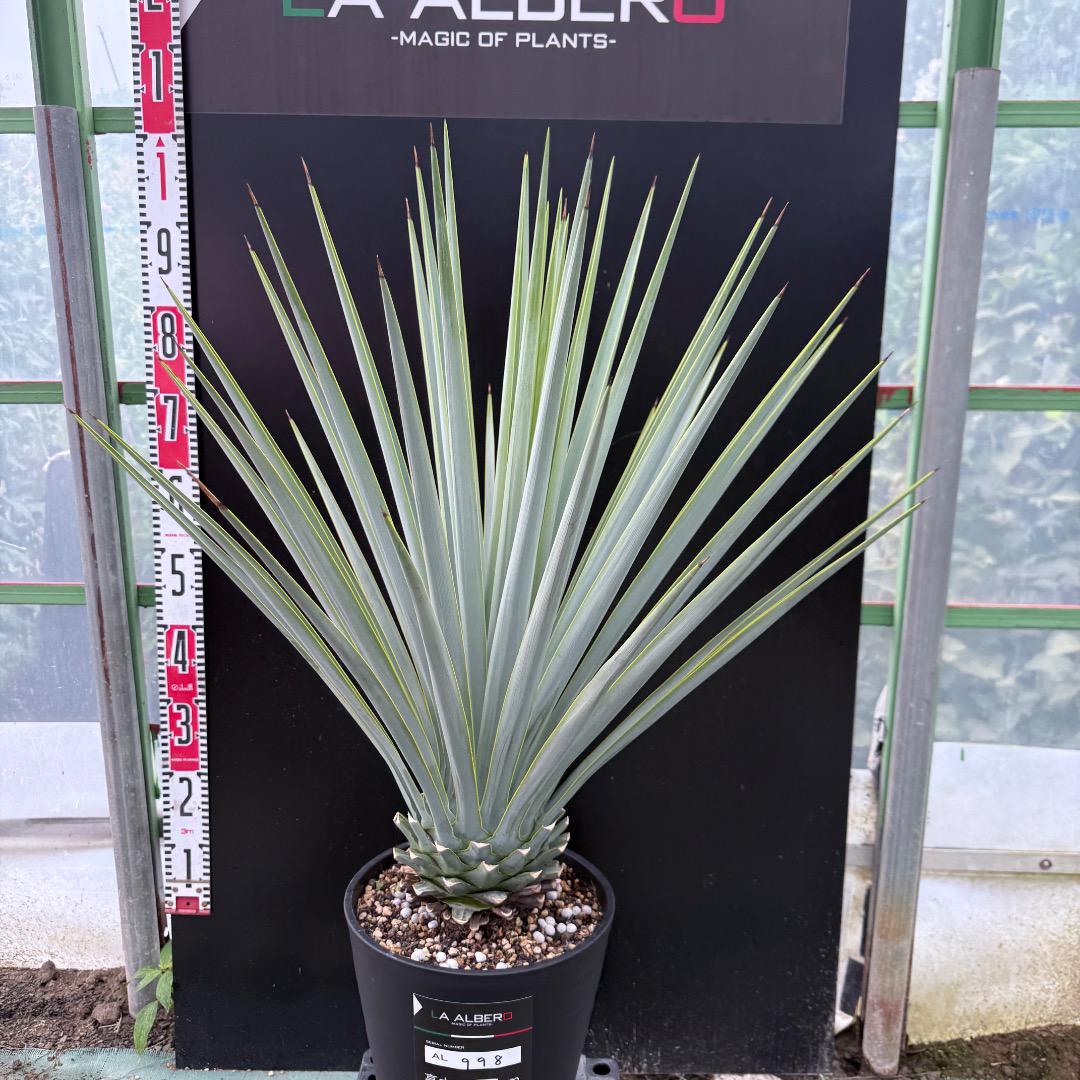 【AL865】ユッカ　リギダ【在庫整理価格　/　古古リギダ】 AL865】ユッカ リギダ【在庫整理価格 / 古古リギダ】 - メルカリ