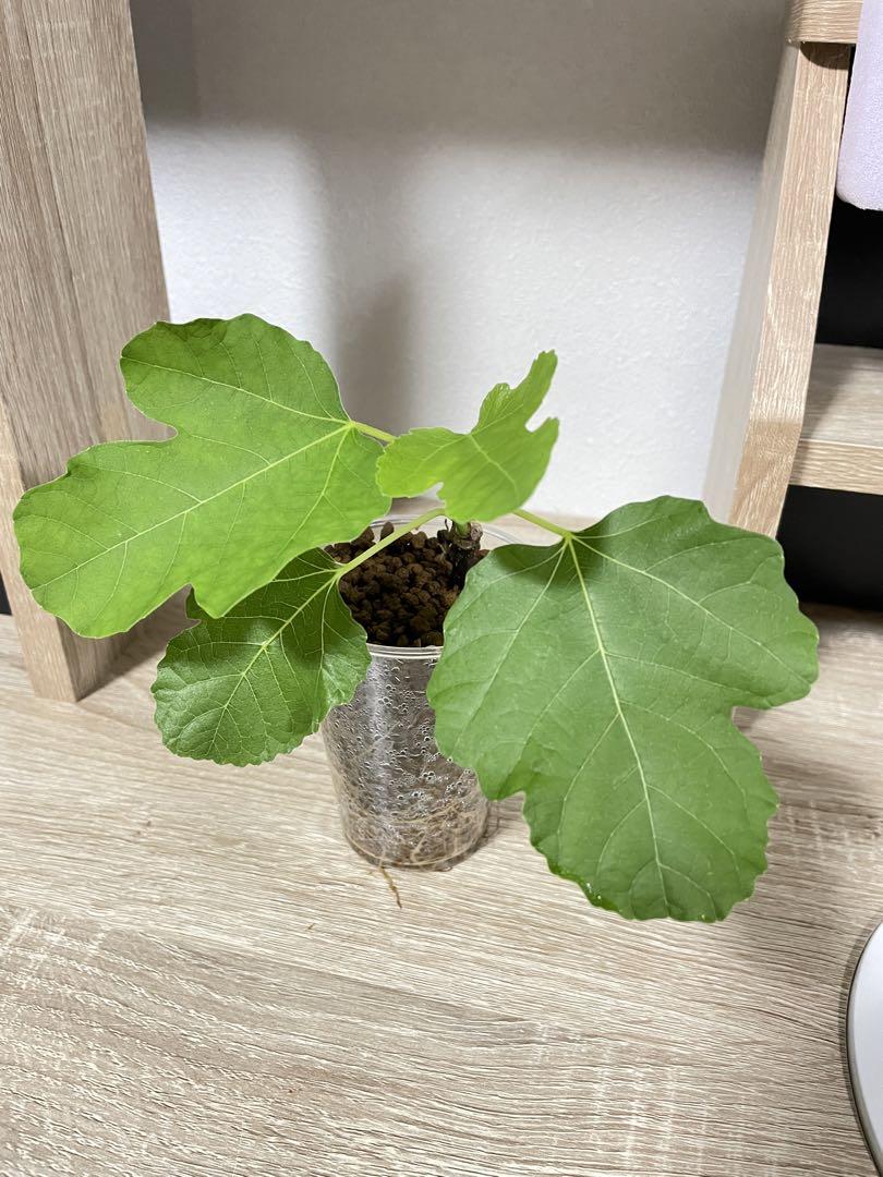完売】 シャーアンバー② いちじく苗 植物/観葉植物