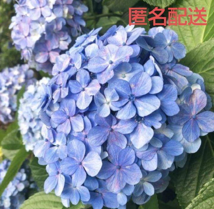 紫陽花 挿し木 サイズ中2本セット 匿名配送 - メルカリ
