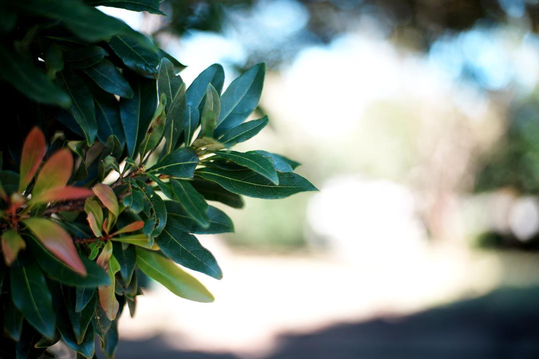 レンズ(単焦点) Carl Zeiss Planar 50mm F1.7 AEJ 437 美品】Carl Zeiss Planar 50mm F1.7 AEJ 437 レンズ(単焦点)
