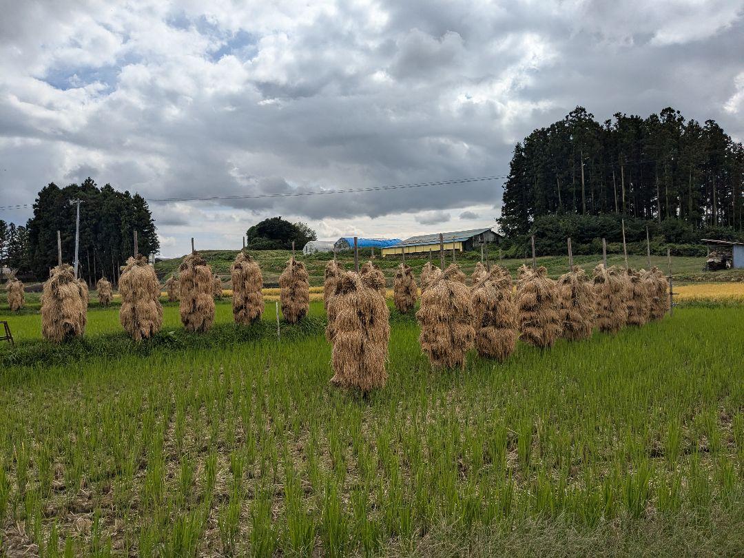 たろうの低農薬米天日干しひとめぼれ