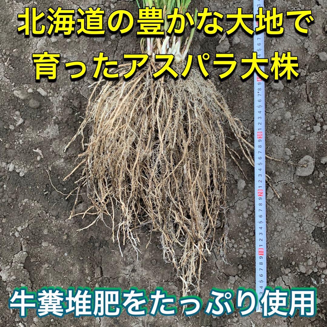 2株セット特別価格　北海道産　アスパラガス　株　苗 2株セット特別価格 北海道産 アスパラガス 株 苗 - 根菜・豆類