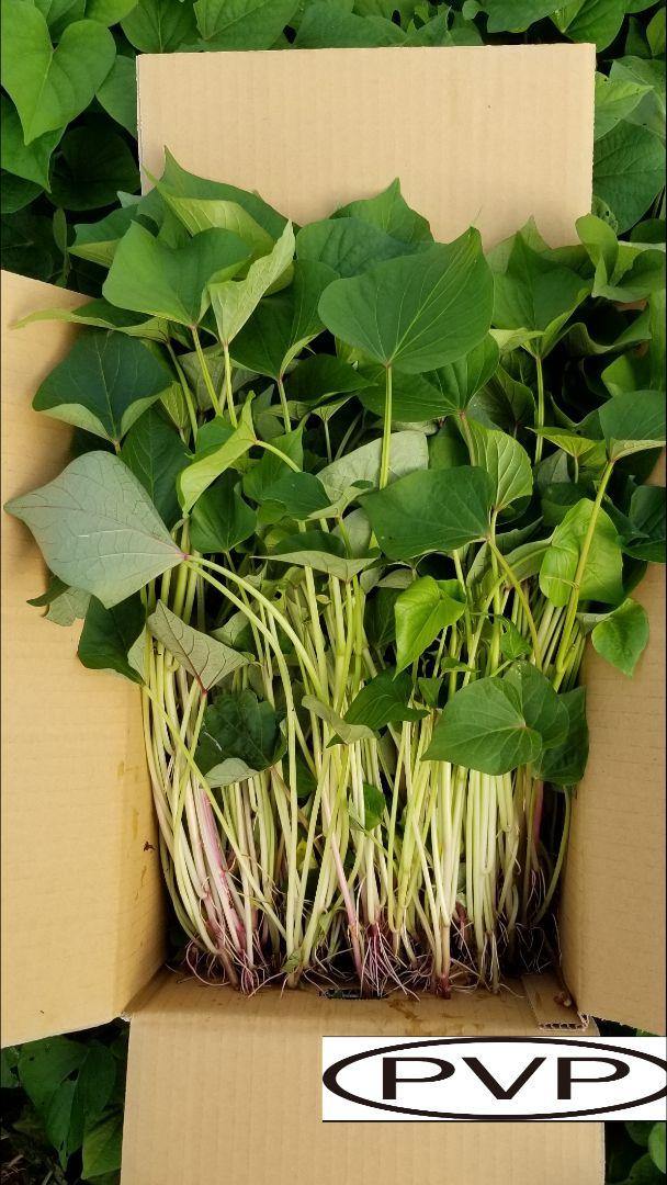 べにはるか芋苗200本15日発送 （茨城県産 高位 紅はるか