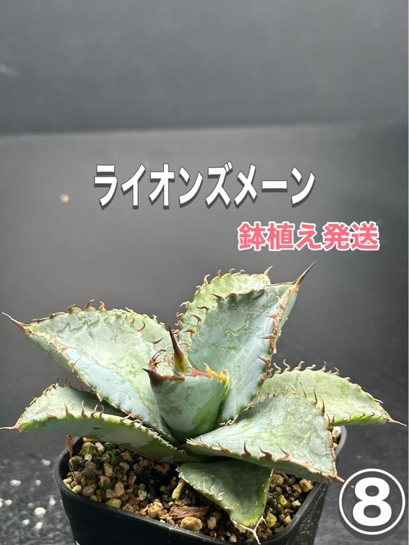 アガベ ライオンズメーン OC株‼️鉢植え発送‼️ ⑧ - メルカリ アガベ ライオンズメーン OC株‼️鉢植え発送‼️ ⑧ - メルカリ