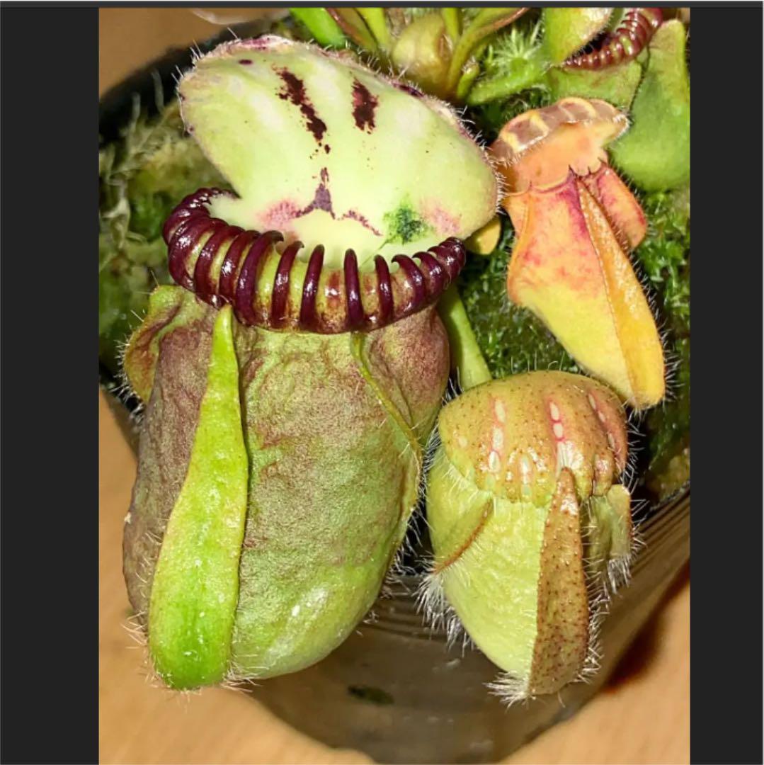 セール低価 食虫植物 セファロタス ジャイアント レッド と グリーン kd5ni-m97923262128 新品お買い得
