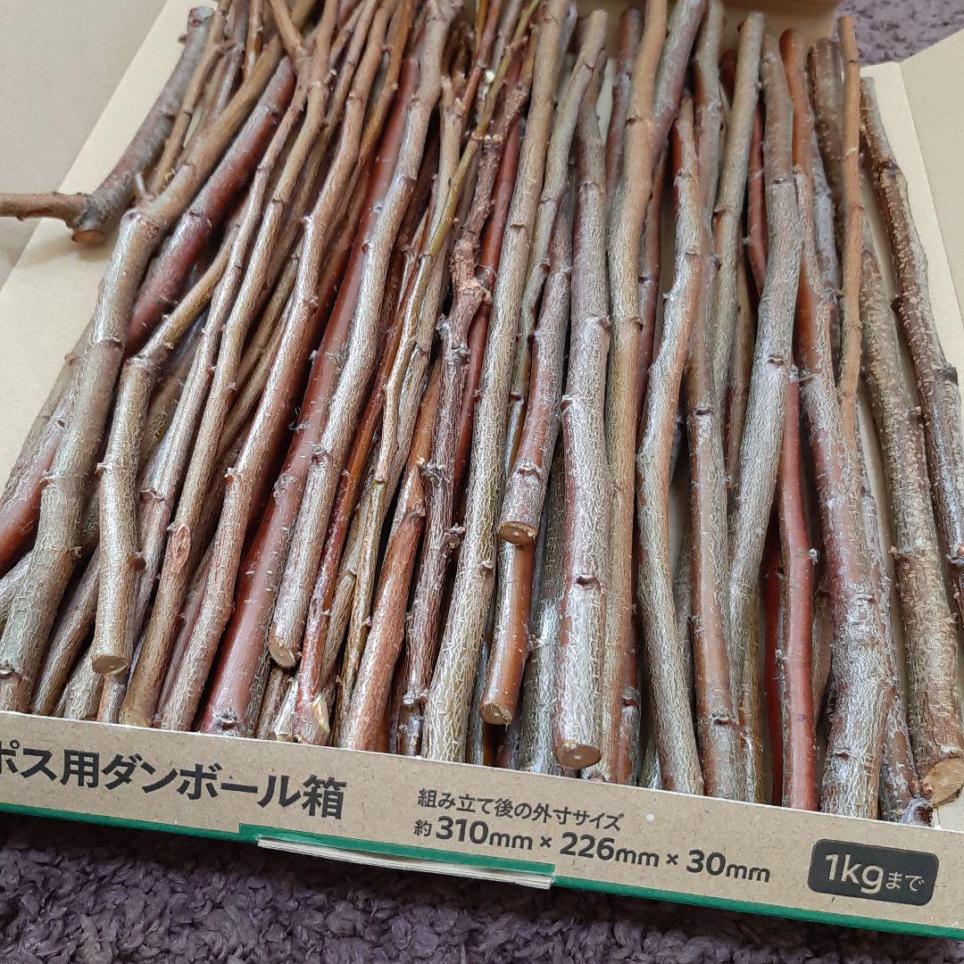 出色 無農薬 プラム枝 枝 かじり木 工作 生け花 穂木 枝先 剪定枝 徒長枝 Consejoescolar Montehermoso Gov Ar