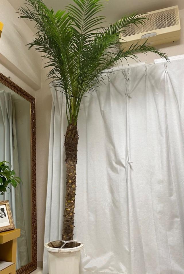 法人限定送料無料F24 フェニックス ロベレニー 10号 カナリーヤシ 観葉植物