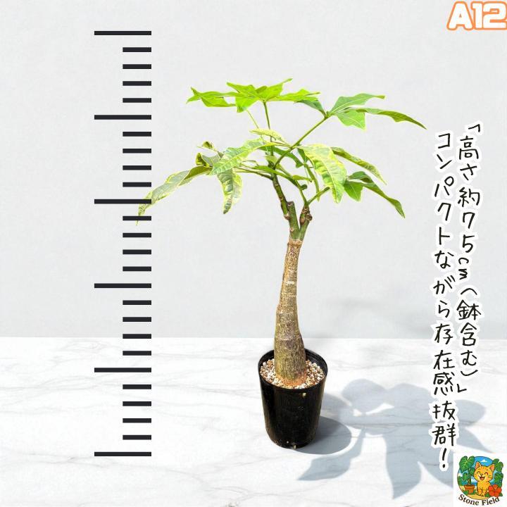 希少！パキラムーンライトA11・複数接ぎ木・枝分岐パラソル仕立て/無機質用土 希少！パキラムーンライトA12・複数接ぎ木・枝分岐パラソル