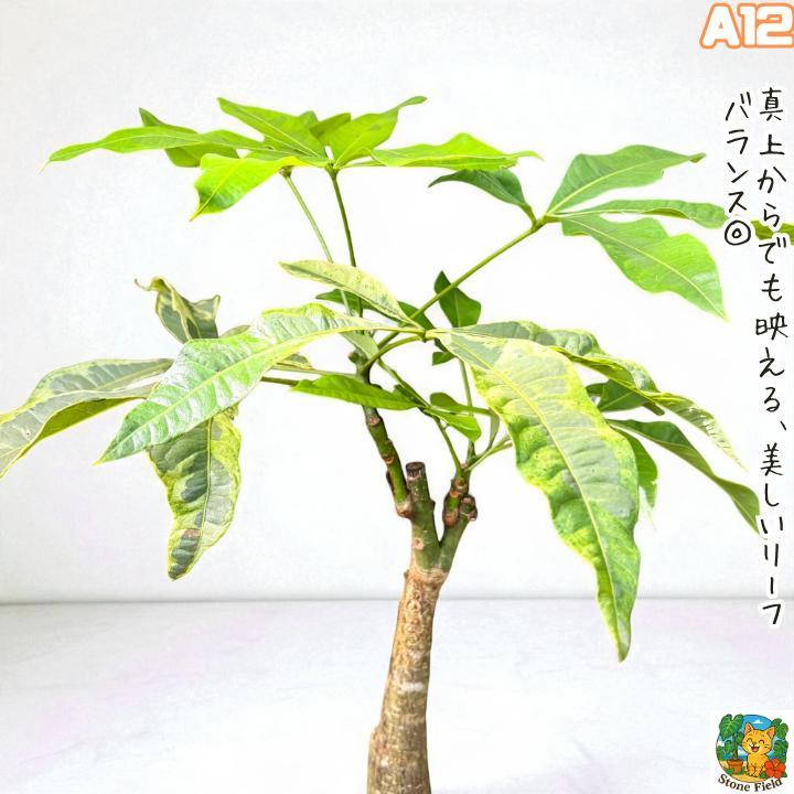 希少！パキラムーンライトA11・複数接ぎ木・枝分岐パラソル仕立て/無機質用土 希少！パキラムーンライトA12・複数接ぎ木・枝分岐パラソル