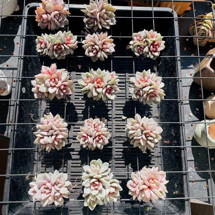 オススメし ドイツシャンパン 多肉植物 エケベリア KiV0b-m97945756550 全員四頭群生苗 ⊬まい・