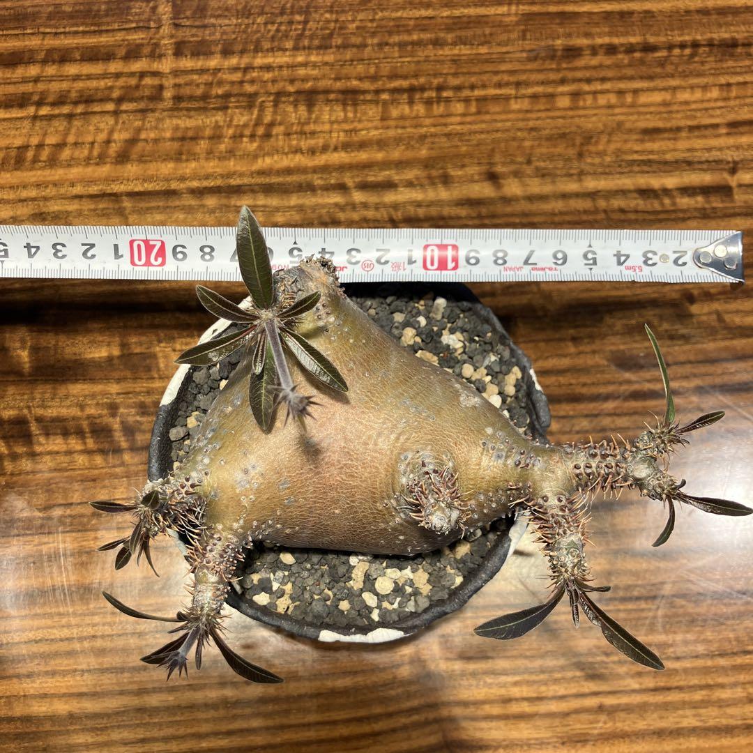 パキポディウム マカイエンセ　現地球　鉢付き