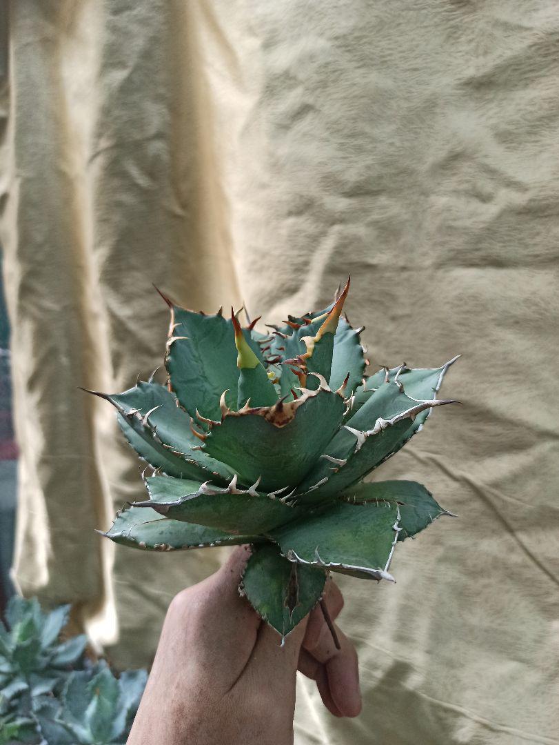 新品】 B3 多肉植物アガベ チタノタ白鯨大株 - www.svom.eu 新品】 B3 多肉植物アガベ チタノタ白鯨大株 - www.svom.eu