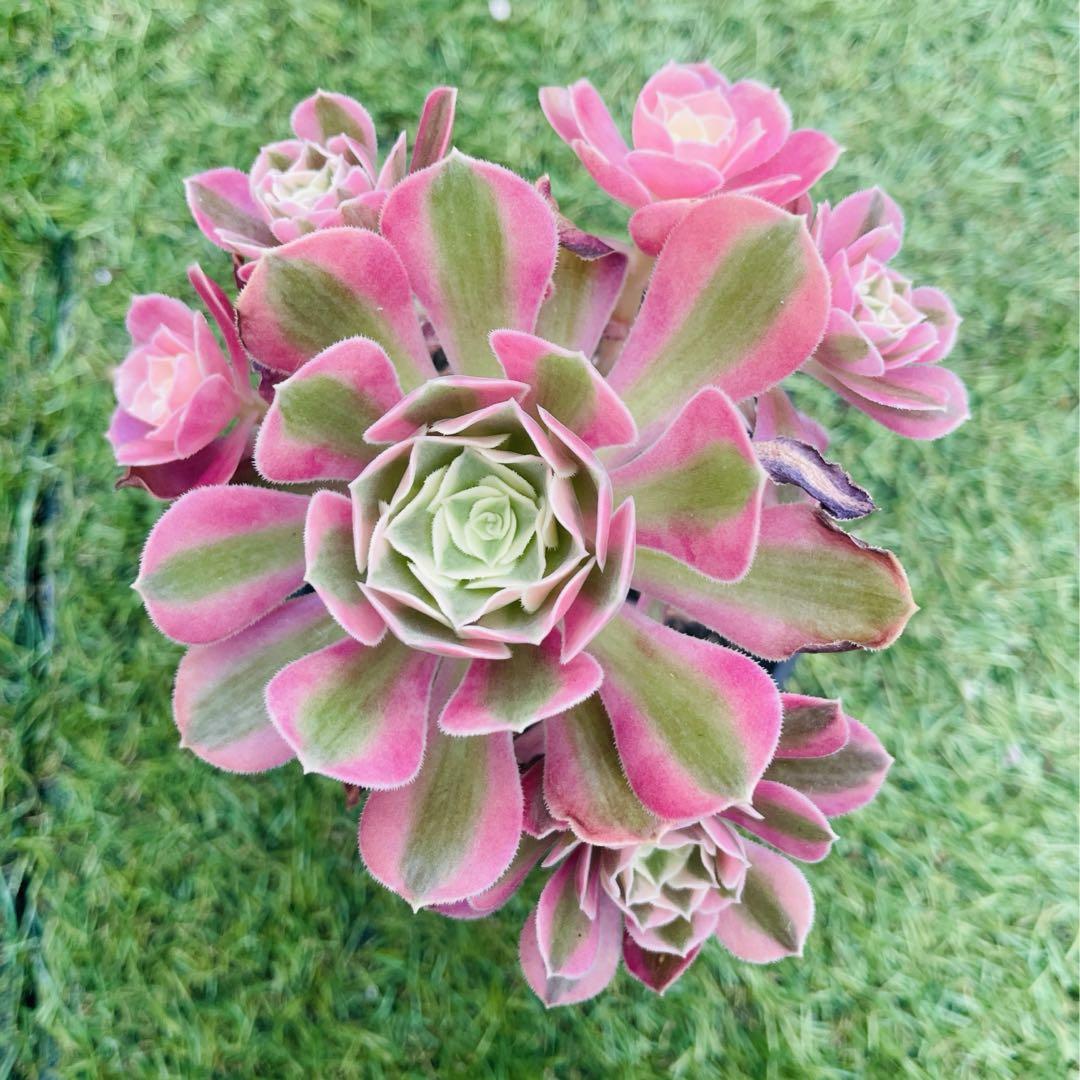 アエオニウム ピンクウィッチ綴化(超大品) 法師錦 多肉植物