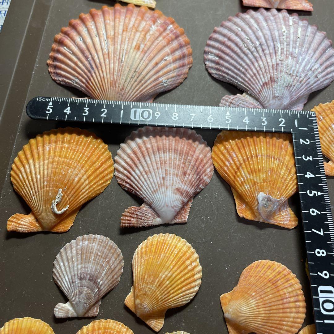 貝殻 シェルコレクション ヒオウギガイ おまかせカラー Mサイズ